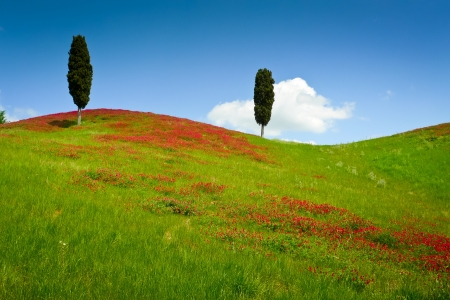 Two cypresses on a hill covered by red flowers on a sunny day near Certaldo, Tuscany, Italyの写真素材