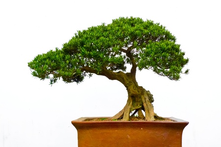 Side view of a bonsai tree against a white wallの写真素材