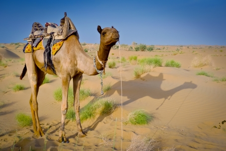 Camel standing in the desert near Jaisalmer, Rajasthan, Indiaの写真素材