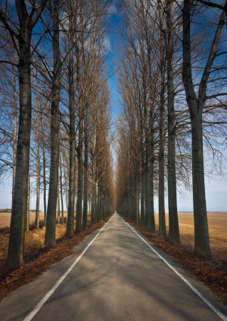 Long straight road lined by high trees in winter near Torviscosa, Friuli, Italyの写真素材