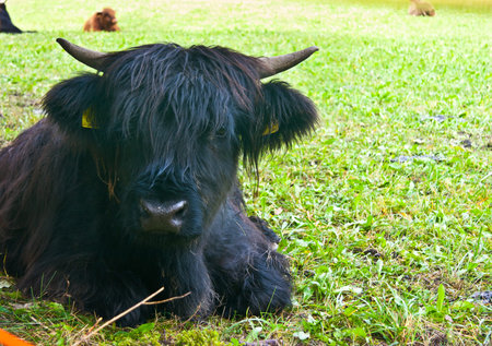 A baby yak on a meadow near Brunico, Trentino Alto Adige, Italy