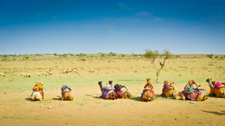 Camels sitting in the desert near Jaisalmer, Rajasthan, Indiaの写真素材