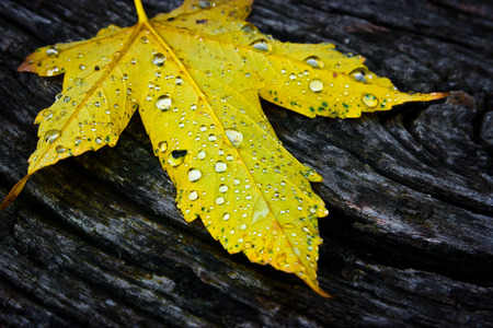 Single yellow maple leaf on old dark rough woodの写真素材