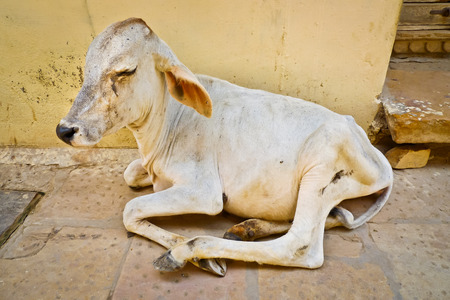 Young white sacred cow crouching in the streets of Jaisalmer, Rajasthan, Indiaの写真素材