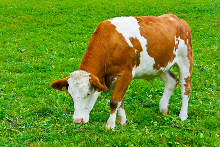 Italian red pied cow grazing near Brunico, Trentino Alto Adige, Italyの写真素材