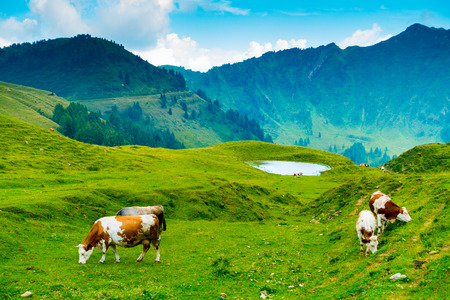 Cows grazing near Casera Losa in the Giulian Alps, Ovaro, Udine, Friuli, Italyの写真素材