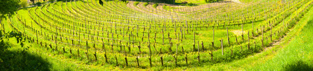 Wide panoramic view of a curving vineyard creating a sort of amphitheater near Buttrio, Udine, Friuli, Italy Wide panoramic view of a curving vineyard creating a sort of amphitheater near Buttrio, Udine, Friuli, Italy