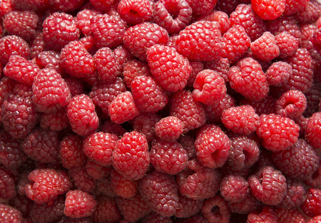 Fresh red raspberriesの写真素材
