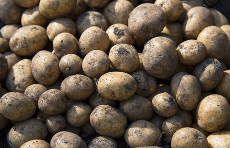 Harvesting potatoes. Agriculture concept.の写真素材