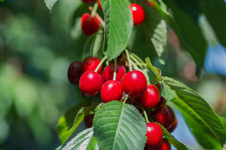 Ripe red sweet cherry on a tree.