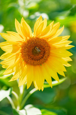 Sunflower and bee on a green backgroundの写真素材