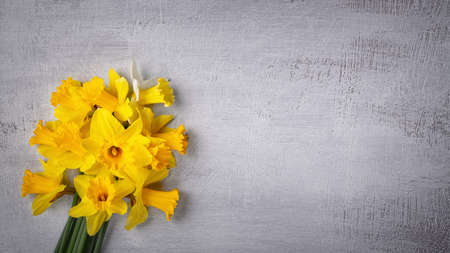 Amazing background with Yellow daffodils flowers on gray texture. Beautiful Greeting Card for Mother's Day, Easter, Women's day. Copy Space for textの写真素材