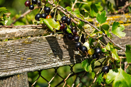 Branch of black currant in the gardenの写真素材