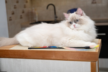 A cat is resting on a wooden table in the kitchen, with a toy with a ribbon lying nearbyの写真素材