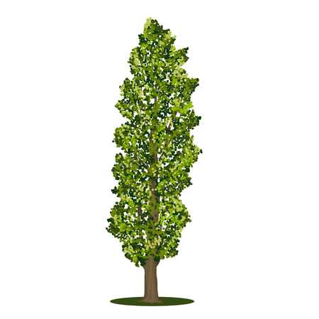 detached tree poplar with green leaves on a white backgroundのイラスト素材