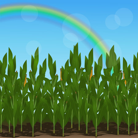 lawn with corn and  rainbow on a blue backgroundのイラスト素材