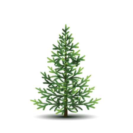 fir tree with green branches and shadow on white backgroundのイラスト素材