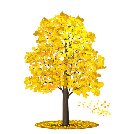 detached tree linden with leaves on a white backgroundのイラスト素材