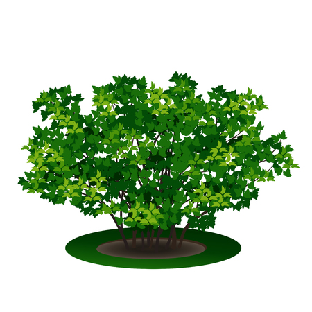 bush with green leaves and shadow on white backgroundのイラスト素材