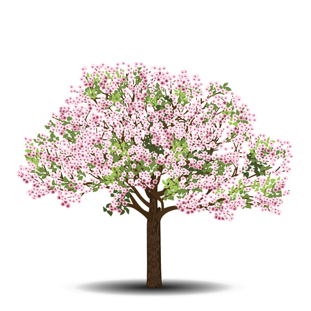 Apple tree with pink flowers on a white backgroundのイラスト素材