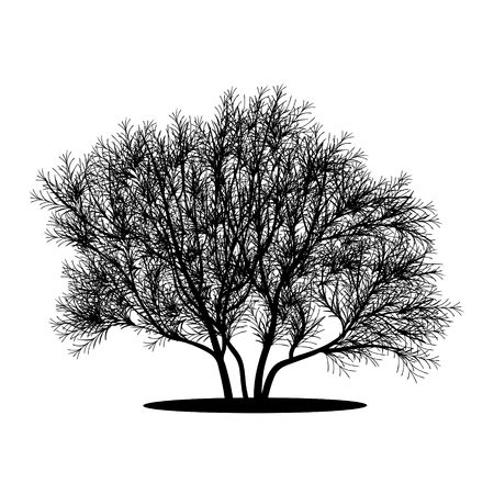 silhouette bush with leaves and shadow on white backgroundのイラスト素材