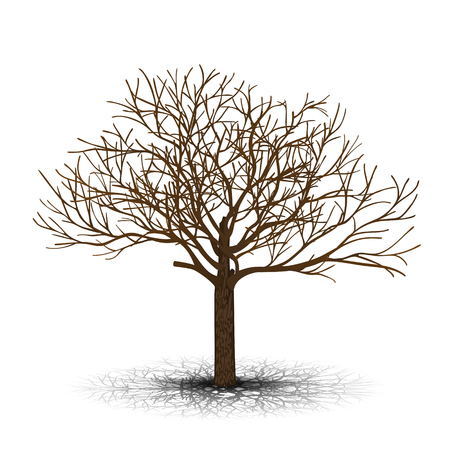 detached tree maple without leaves on a white backgroundのイラスト素材