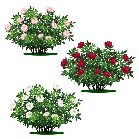 Set of peony bushes with green leaves and flowers on white backgroundのイラスト素材