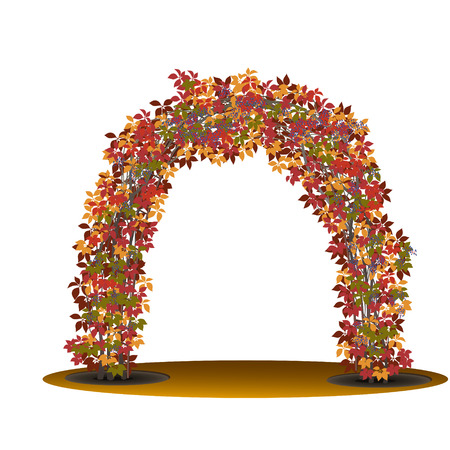 bush liana with red leaves and berries on white backgroundのイラスト素材