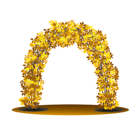 bush liana with yellow leaves and shadow on white background.のイラスト素材