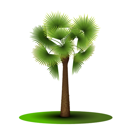 palm tree with green leaves on a white backgroundのイラスト素材