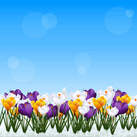 lawn with white and yellow flowers of crocuses on a blue backgroundのイラスト素材