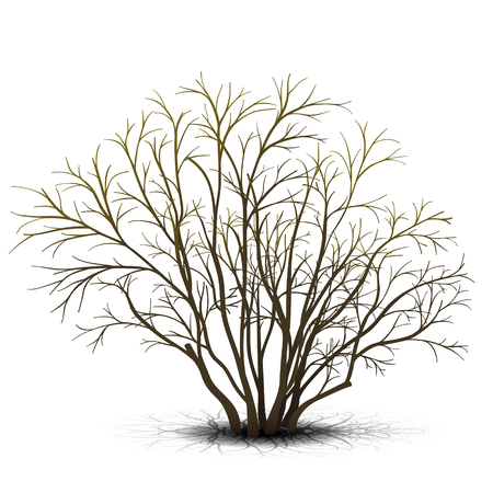 bush with shadow without leaves on white backgroundのイラスト素材