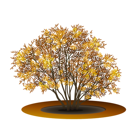 Bush with yellow leaves and shadow on white background.のイラスト素材