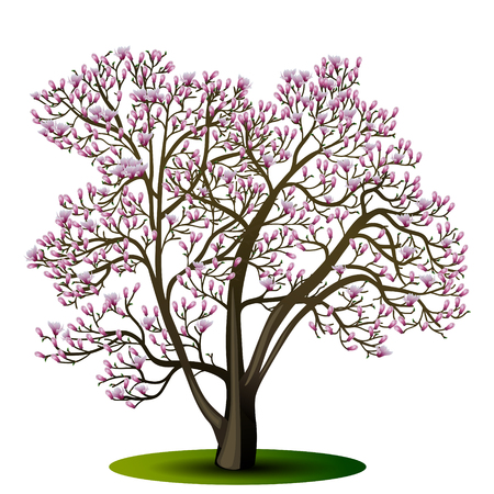 magnolia tree with pink flowers on a white backgroundのイラスト素材