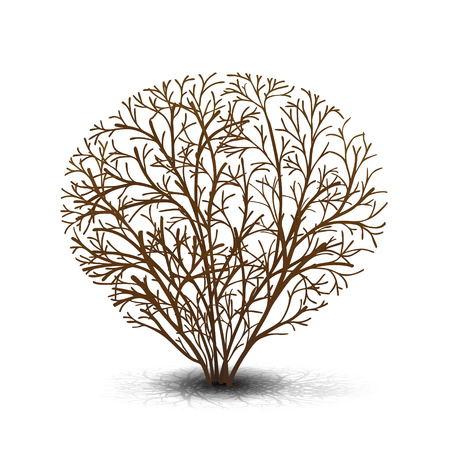 bush with shadow without leaves on white backgroundのイラスト素材