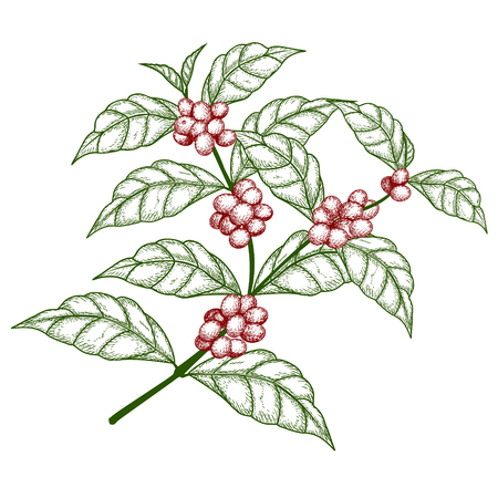 sketch coffee tree branch with berries on a white backgroundのイラスト素材