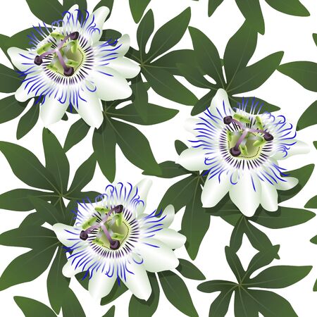 seamless pattern with passionflower on a white backgroundのイラスト素材
