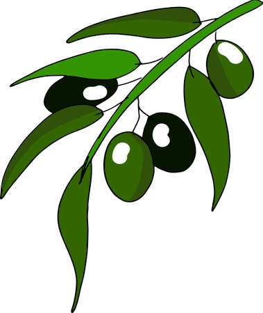 Olive branch isolated on white background is perfect for use in product packaging, web design, cardsのイラスト素材