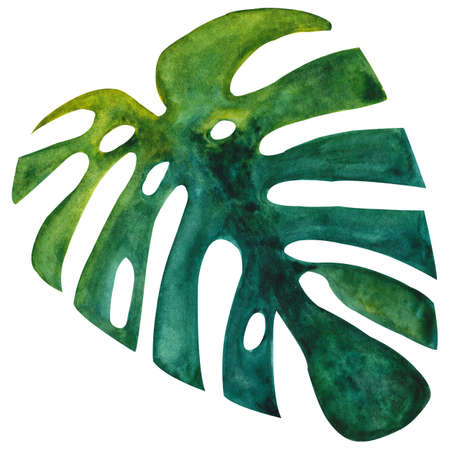 Hand drawn watercolor monstera leaf, tropical plant isolated on white background.の写真素材