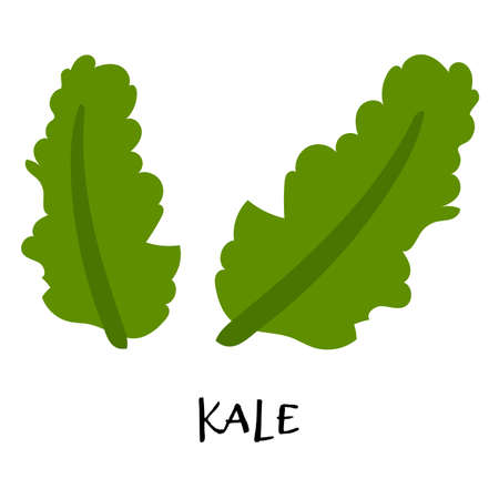 Vector illustration of kale in hand drawn flat style.のイラスト素材
