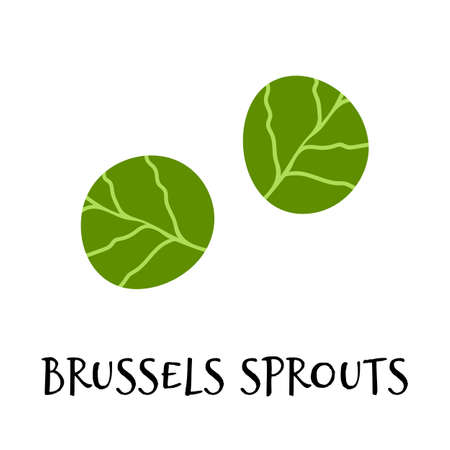 Vector illustration of brussels sprouts in hand drawn flat style.のイラスト素材