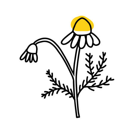 Chamomile in cartoon doodle style. Linear ink vector illustartion of wild flower daisy isolated on white backgroundのイラスト素材