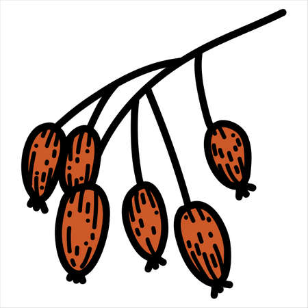 Vector illustration of rose hip in doodle hand-drawn styleのイラスト素材
