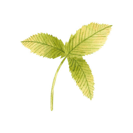 Hand drawn watercolor strawberry leaf isolated on white backgroundの写真素材
