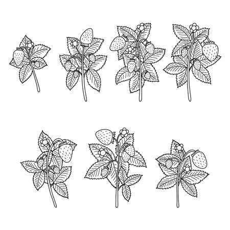 Doodle outline branches of strawberries. vector illustration of linear fresh summer fruit, berry.のイラスト素材