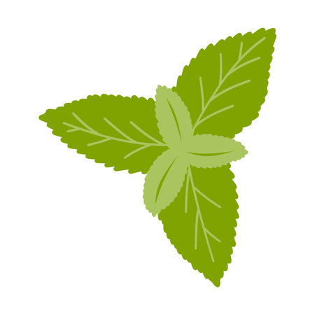 Hand drawn mint leaf. Vector illustration of fresh spices, natural product, ingredient for healthy food and drinkのイラスト素材