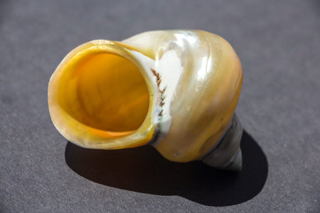 snail
