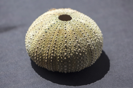 urchinの写真素材