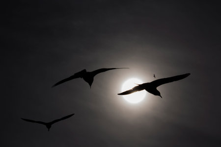 Seagull sun silhouette