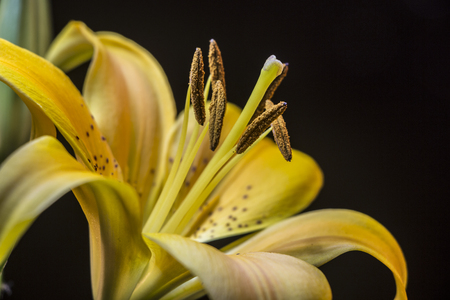 lily flowerの写真素材